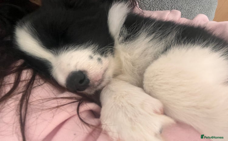 Border Collie dogs - Advert 18