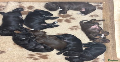 Sprocker dogs - Advert 6