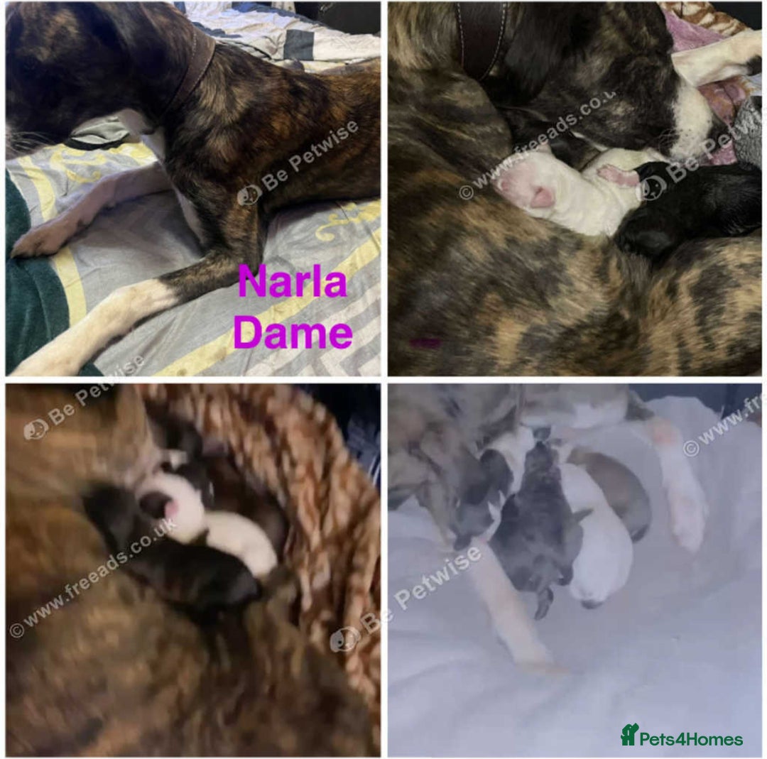 Saluki dogs for sale: Saluki - Advert 11