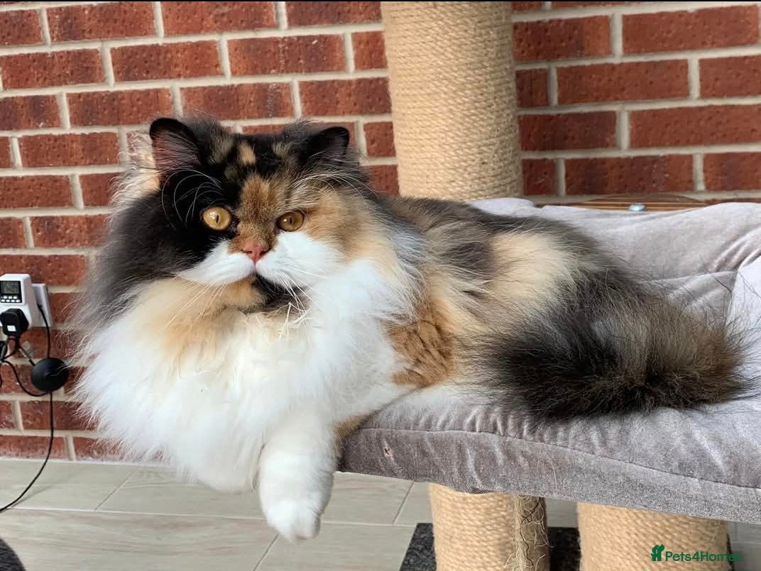 British Longhair cats for sale: 💞Unique Girl BLH Neutered 😻  - Advert 1