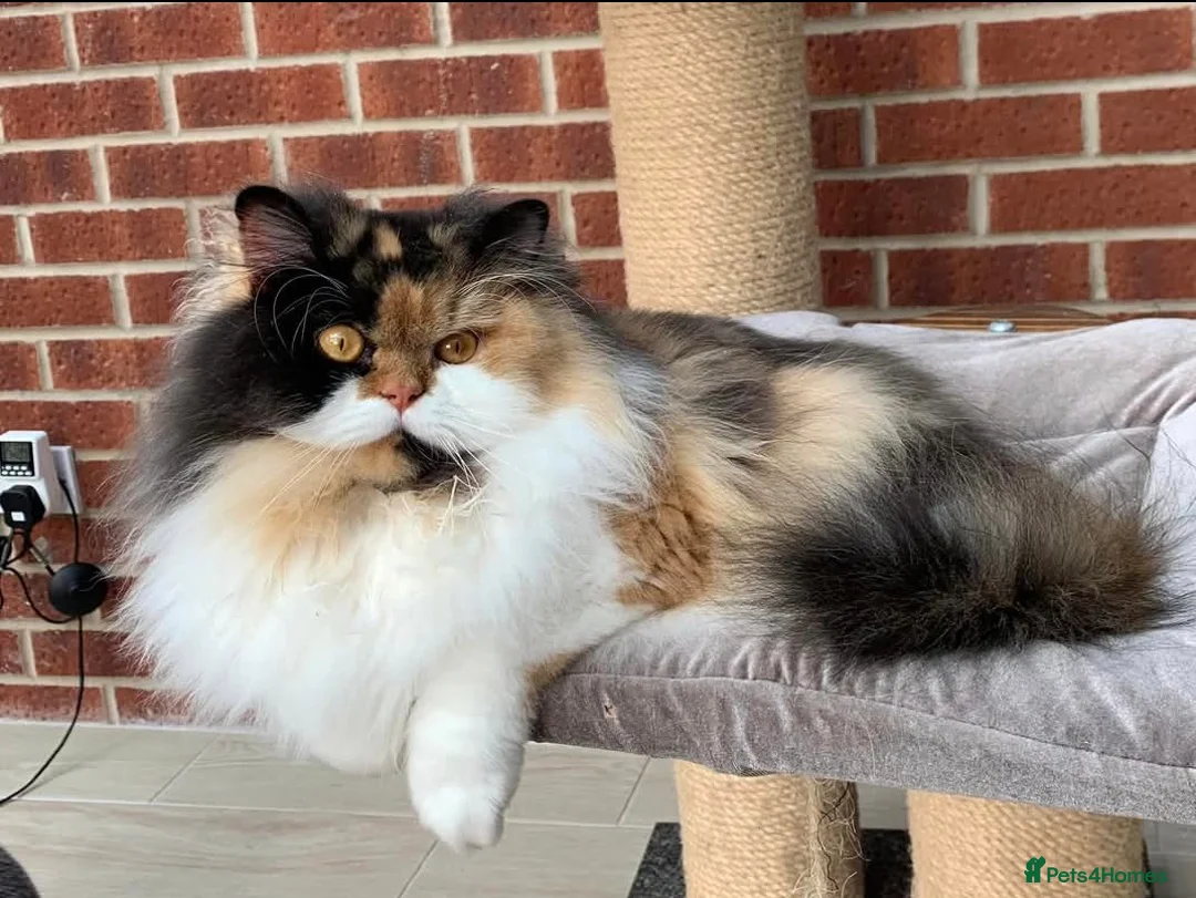 British Longhair cats for sale: 💞Unique Girl BLH Neutered 😻  - Advert 4