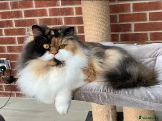 British Longhair cats for sale: 💞Unique Girl BLH Neutered 😻 - Advert 1