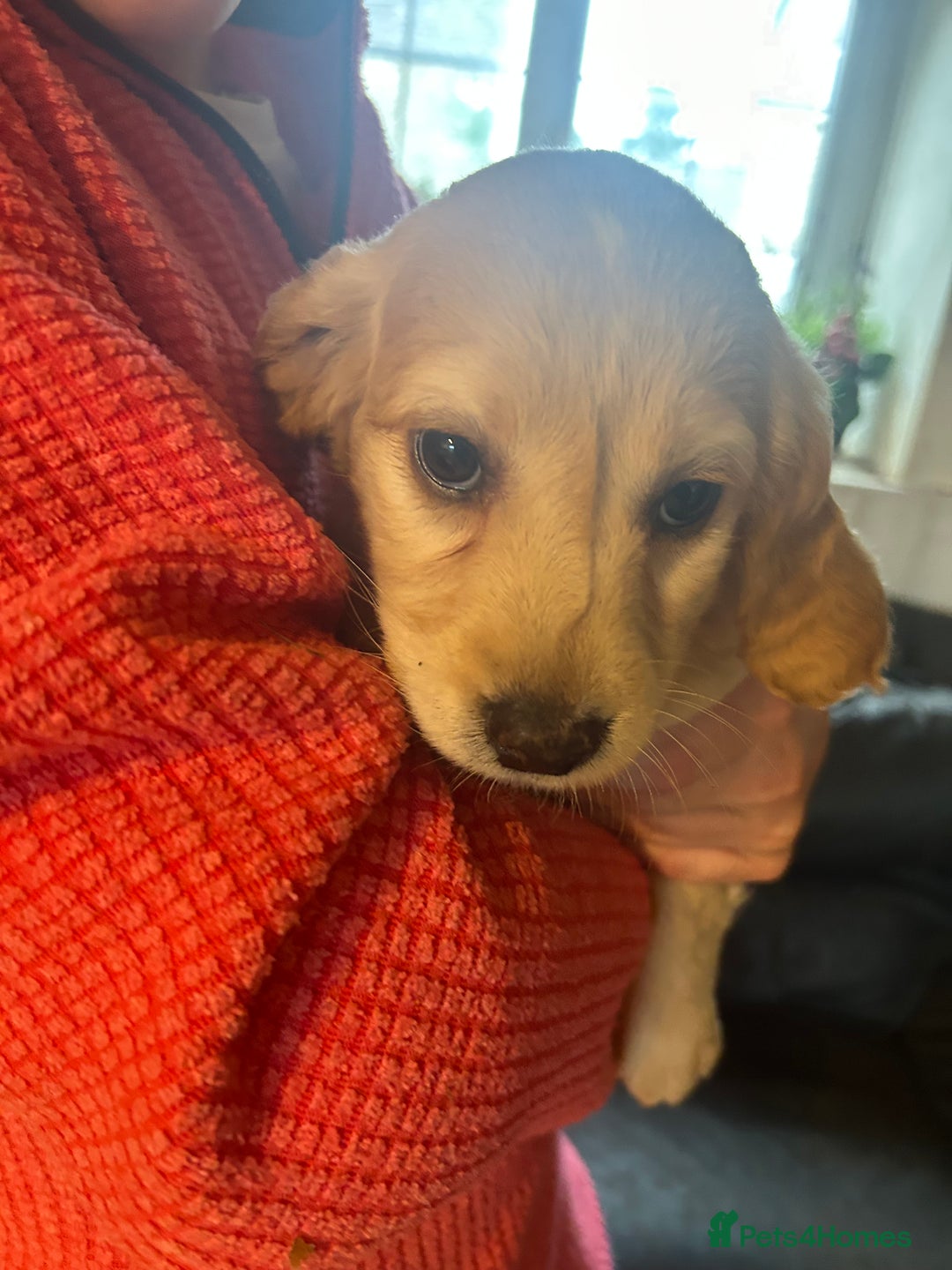 Mixed Breed dogs for sale: Cavapoo Puppies - Advert 16