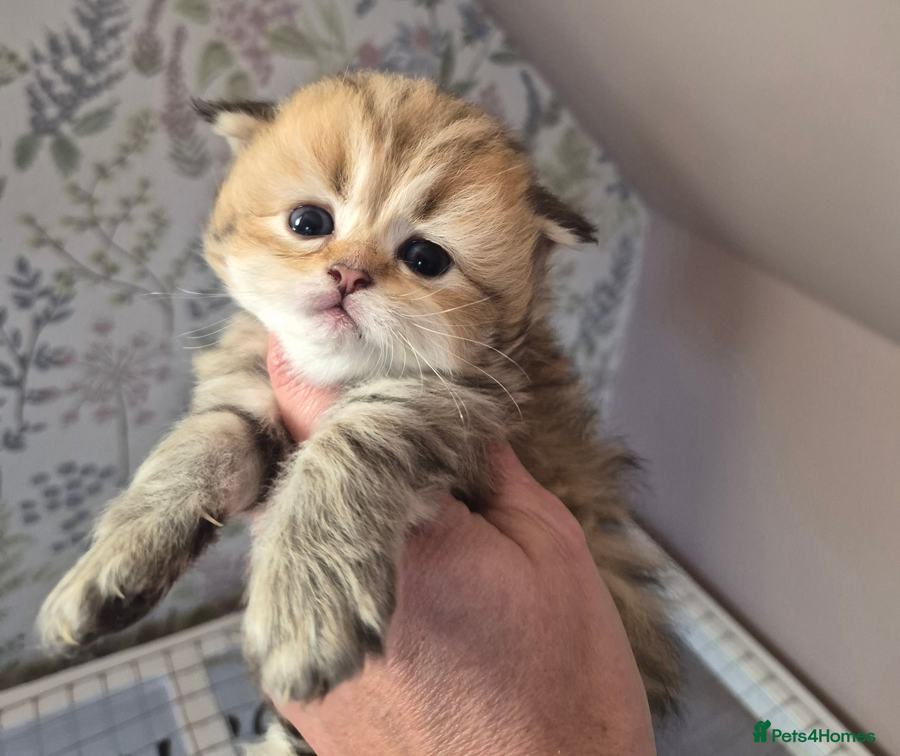 British Longhair cats Golden longhair boys - Advert 8