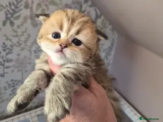 British Longhair cats Golden longhair boys - Advert 8