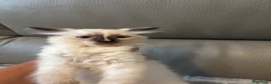 Ragdoll 2