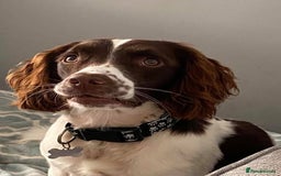 English Springer Spaniel dogs for sale: English springer spaniel  - Image 4