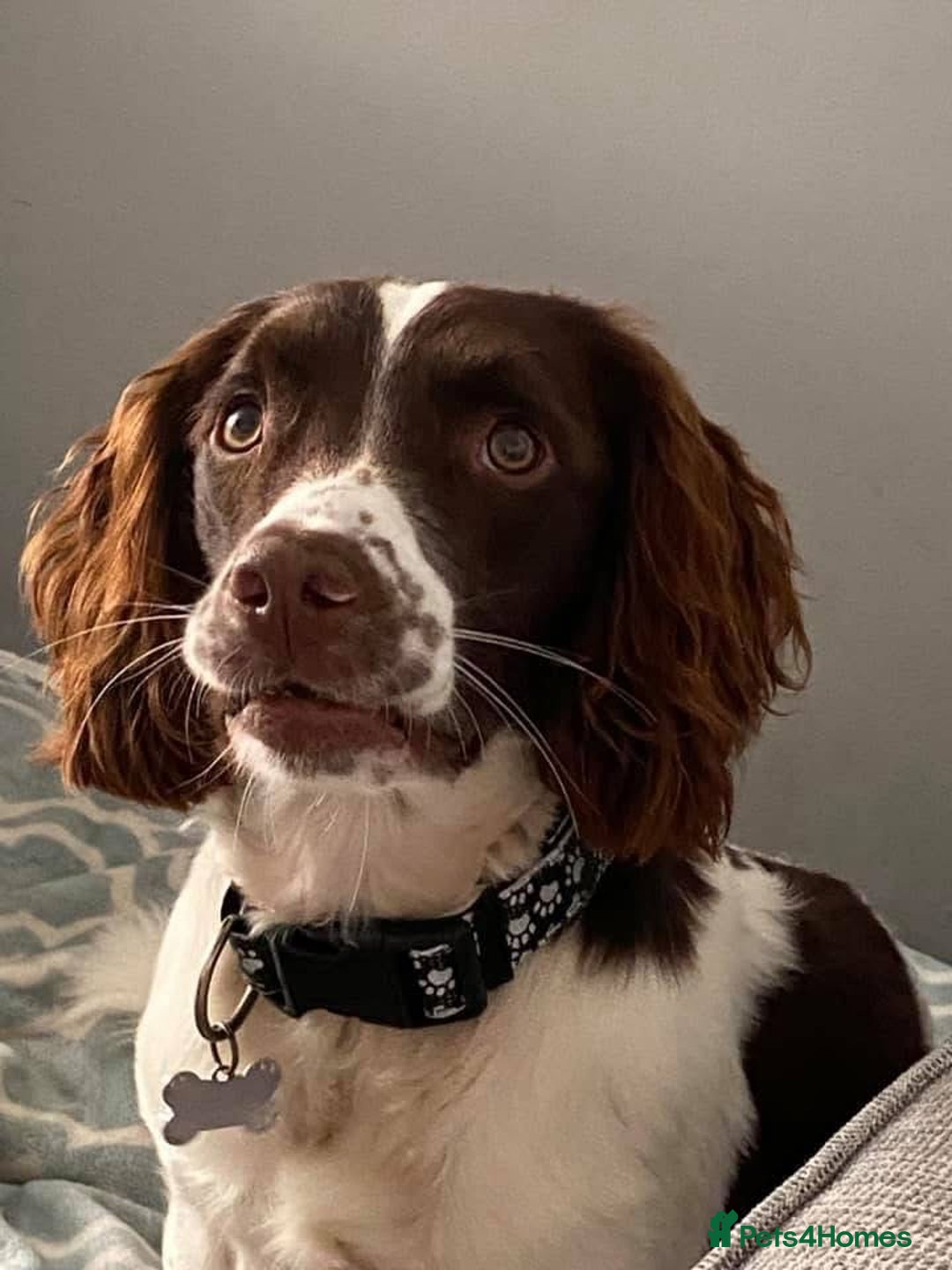 English Springer Spaniel dogs for sale: English springer spaniel  - Image 4