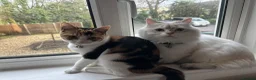 British Shorthair cats for sale: Beautiful Calico Female Cat Vaccinated  - Advert 4