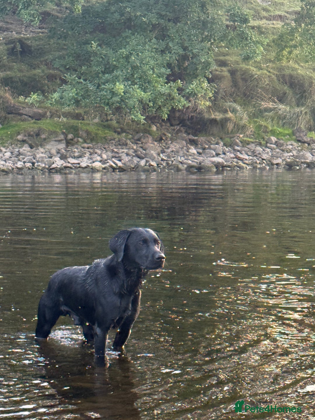 Labrador Retriever dogs for sale: Fabulous bunch of Labrador puppies  - Advert 13