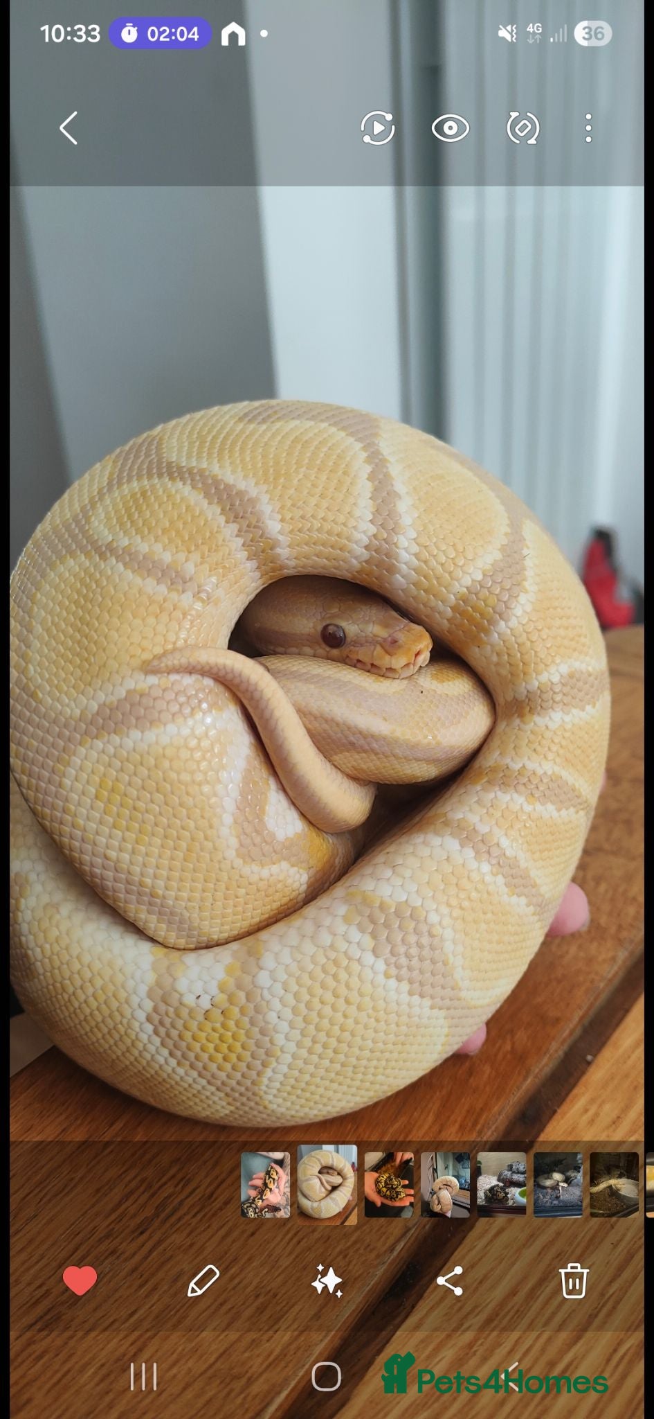 Python Snake reptiles Illari and Jim ✨️ Ball Pythons - Advert 6