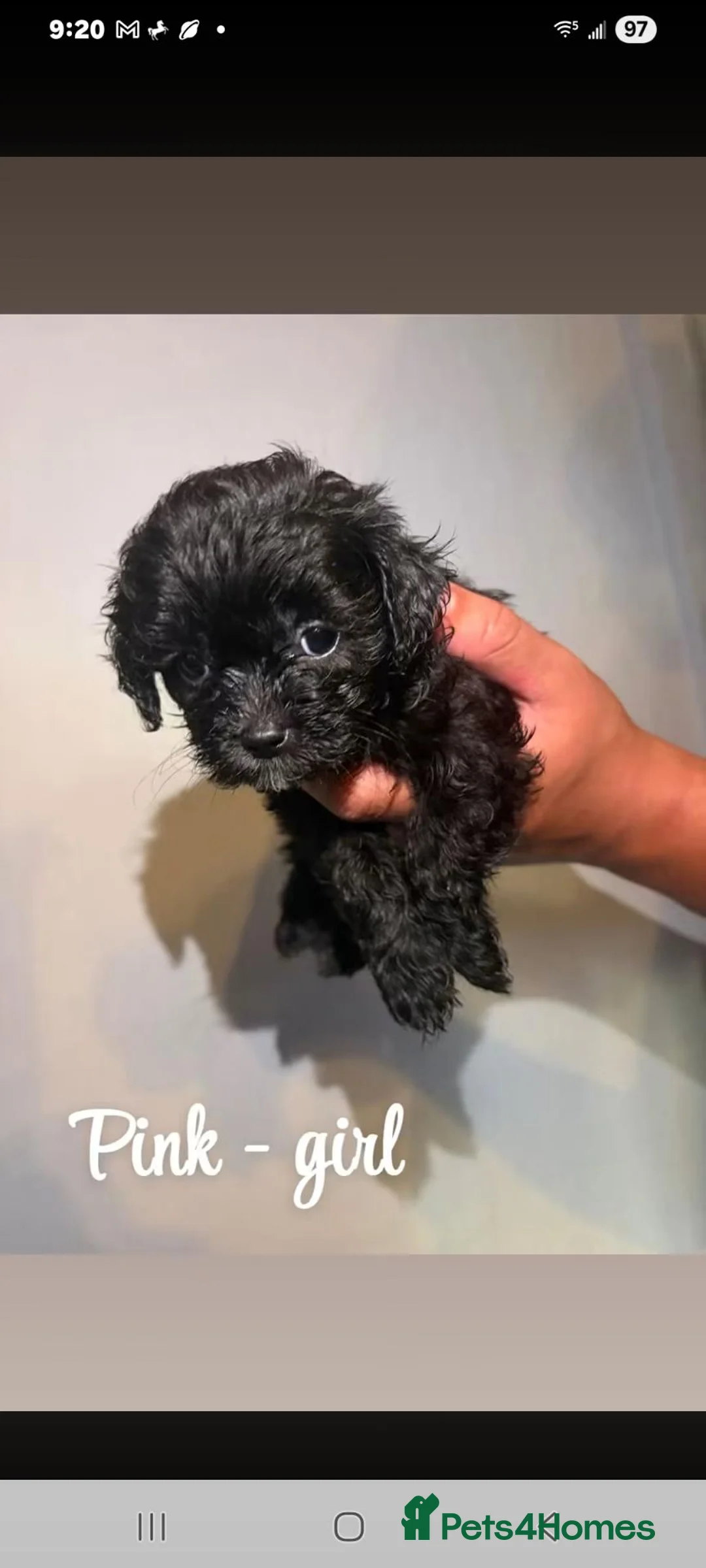 Shihpoo dogs for sale: Shihpoo puppies in Wednesbury - Advert 7