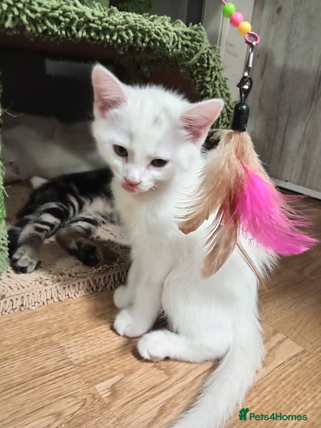 Mixed Breed cats for sale: Short hair white kitten for sale she is beautiful  - Advert 9