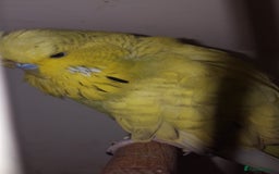 Budgerigars birds for sale: Budgerigars for sale isle of wight  - Image 1