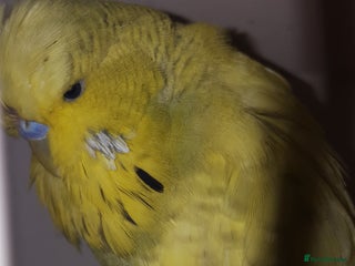 Budgerigars birds - Advert 1