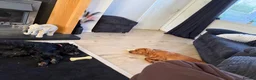 Cocker Spaniel dogs for sale: Teddy  - Advert 3