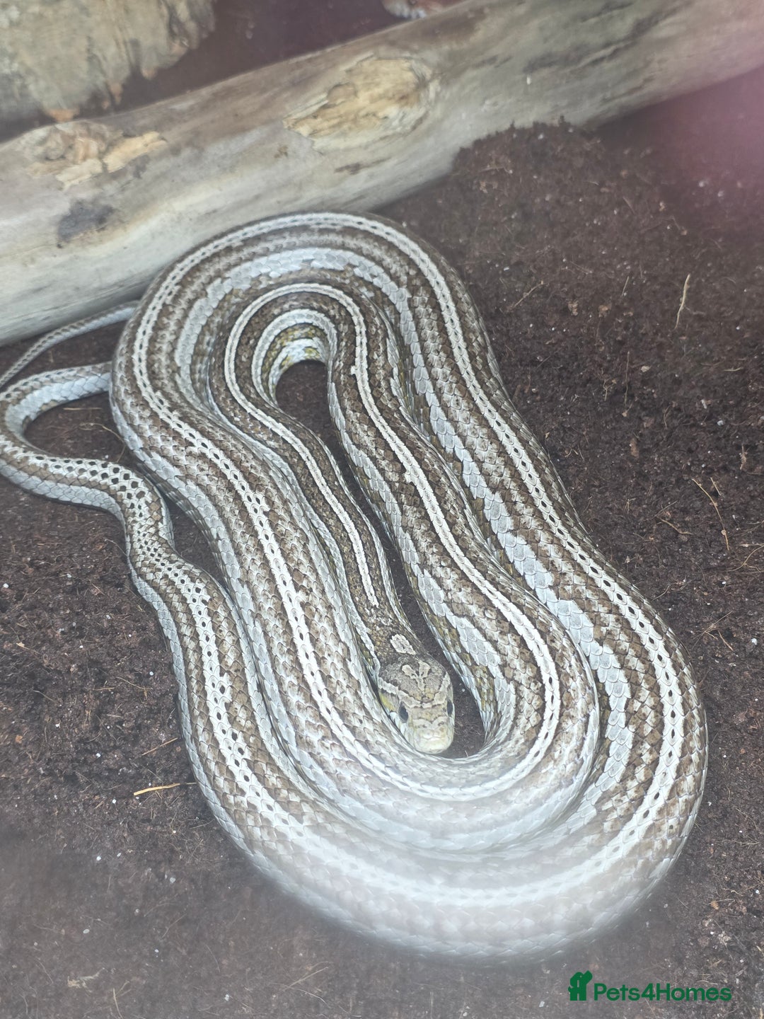 Corn Snake reptiles for sale: Tessera Corn Snake Looking for home  - Advert 15