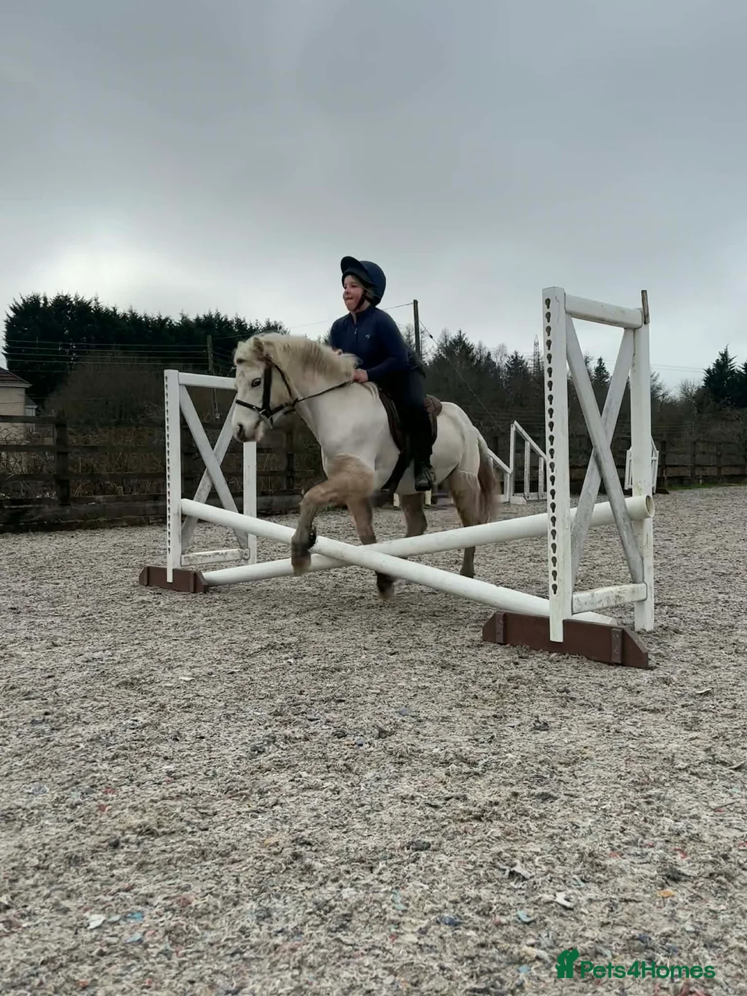 Welsh Section A horses for sale: Beautiful Palomino Gelding - Advert 4