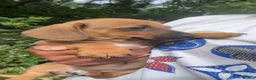 Miniature Dachshund dogs for sale: Miniature dachshund  - Advert 4