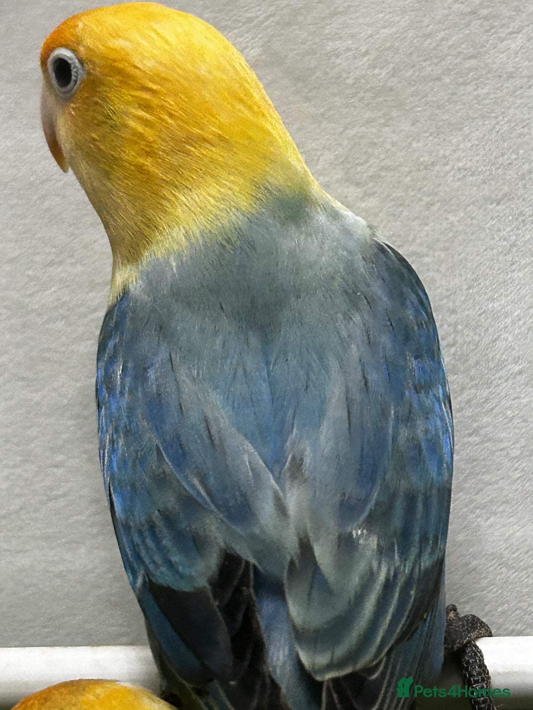 Lovebirds birds for sale: Beautiful mutation fisher opline lovebirds   - Advert 5