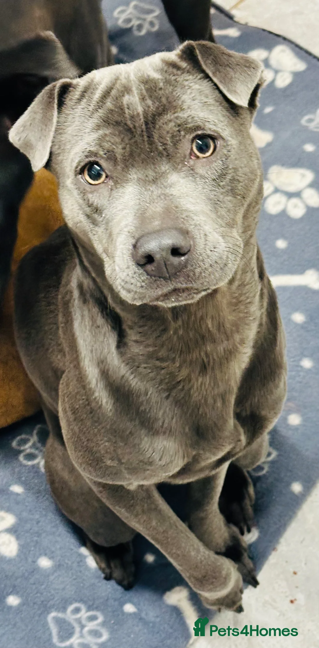 Mixed Breed dogs for sale: Female staffie/cross 2 years old  in Stoke-on-Trent - Advert 1