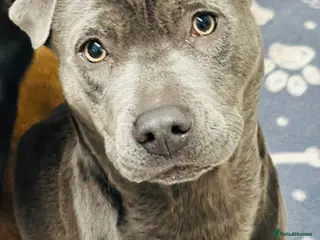 Mixed Breed dogs Female staffie/cross 2 years old - Advert 1