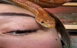 Corn Snake reptiles for sale: Corn Snake + 4ft Viv set up + Accessories  - Image 2