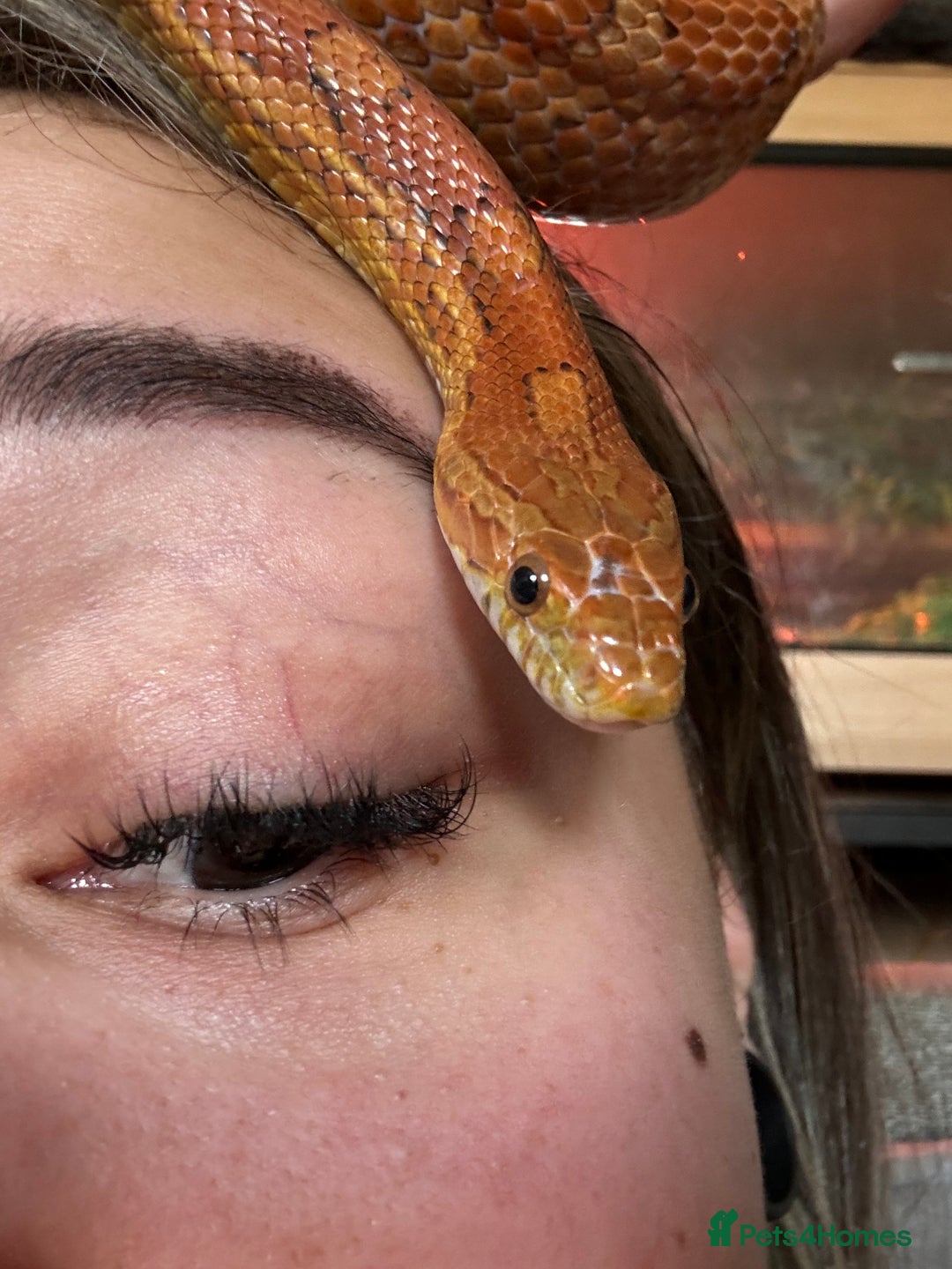 Corn Snake reptiles for sale: Corn Snake + 4ft Viv set up + Accessories  - Image 2