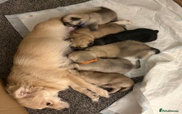 Chiweenie dogs for sale: 6 Beautiful Chiweenie Puppies *Reduced* - Advert 22