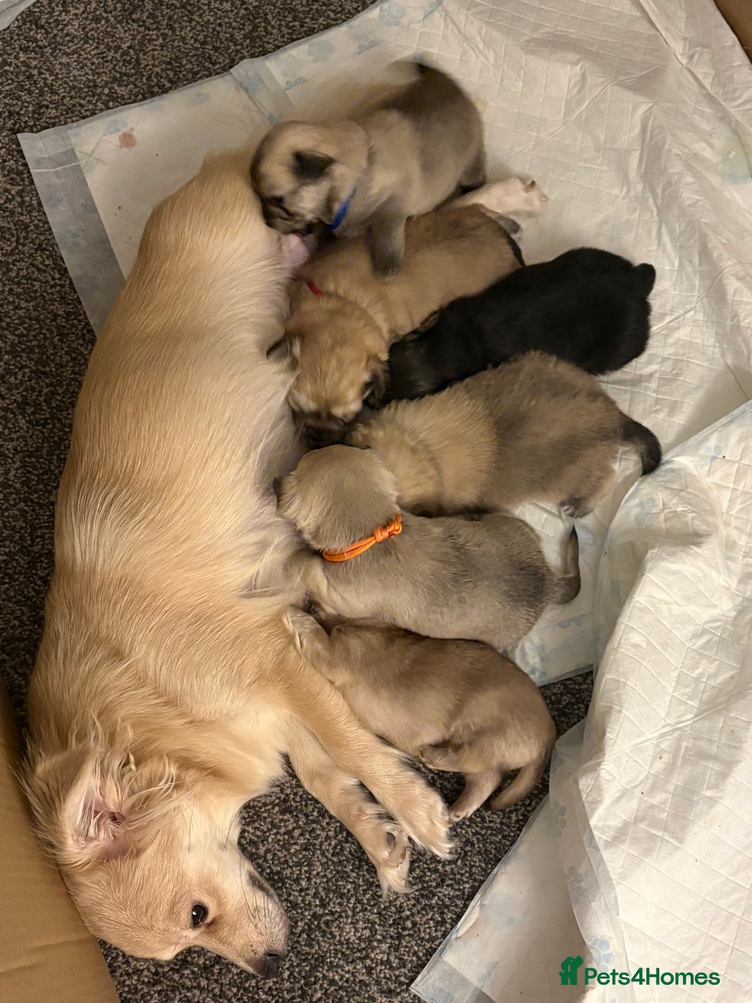 Chiweenie dogs for sale: 6 Beautiful Chiweenie Puppies *Reduced* - Advert 22