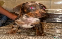 Miniature Dachshund dogs for sale: Miniature dachshund puppys - Image 8