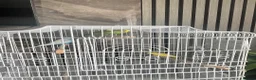Budgerigars birds for sale: 5 budgies WITH CAGE birds for sale  in Barking - Advert 6