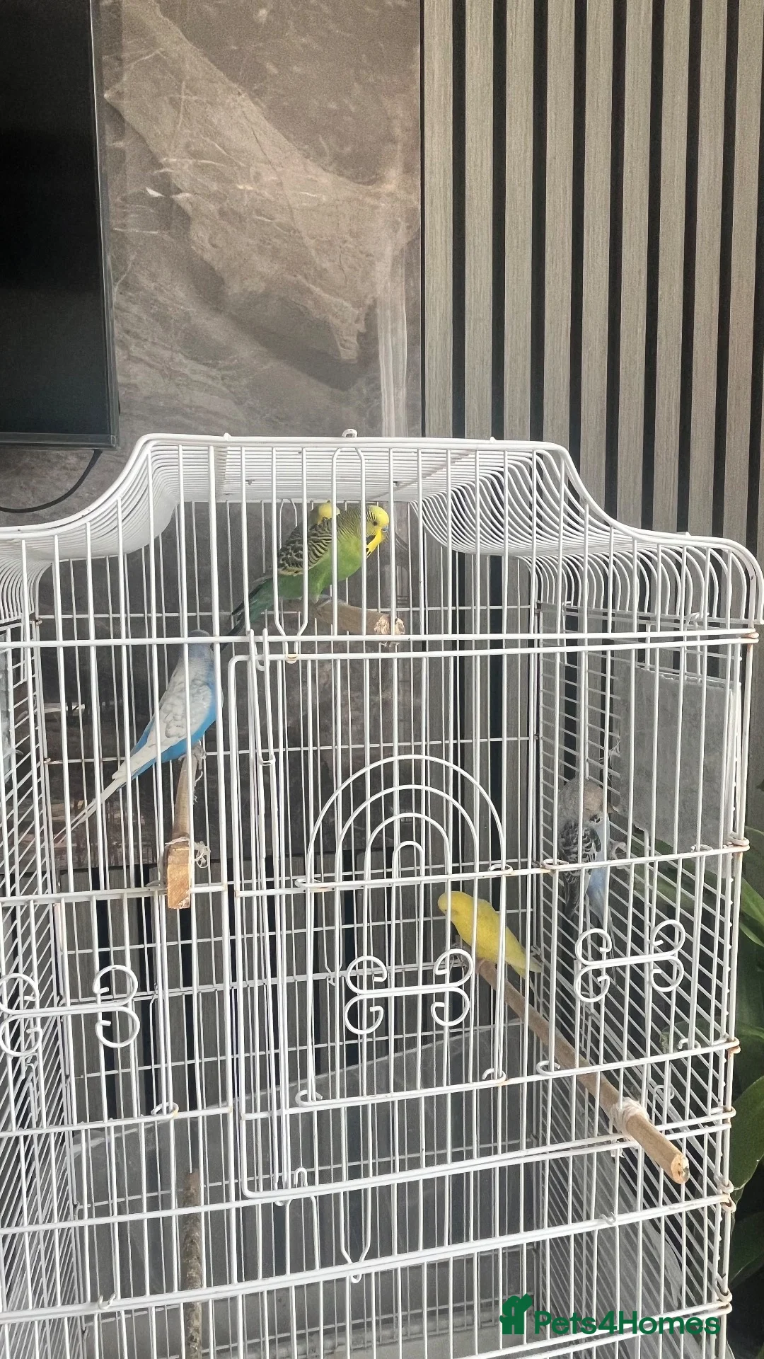 Budgerigars birds for sale: 5 budgies WITH CAGE birds for sale  in Barking - Advert 6