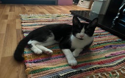 Mixed Breed cats for sale: Loveable boy needs a new family  - Image 3