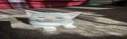 Turkish Angora cats for sale: Whithe Turkish Angora - Advert 5