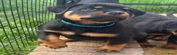 Rottweiler dogs for sale: ⭐️ Outstanding Rottweiler Puppies ⭐️ - Advert 12