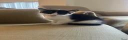 Mixed Breed cats for sale: 3 Kittens looking for furever home 🏠  - Advert 8