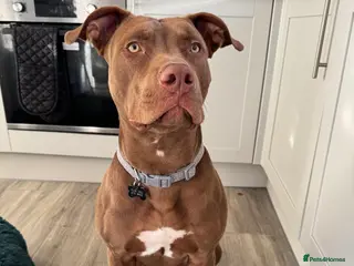 Mixed Breed dogs Beautiful boy - Advert 2