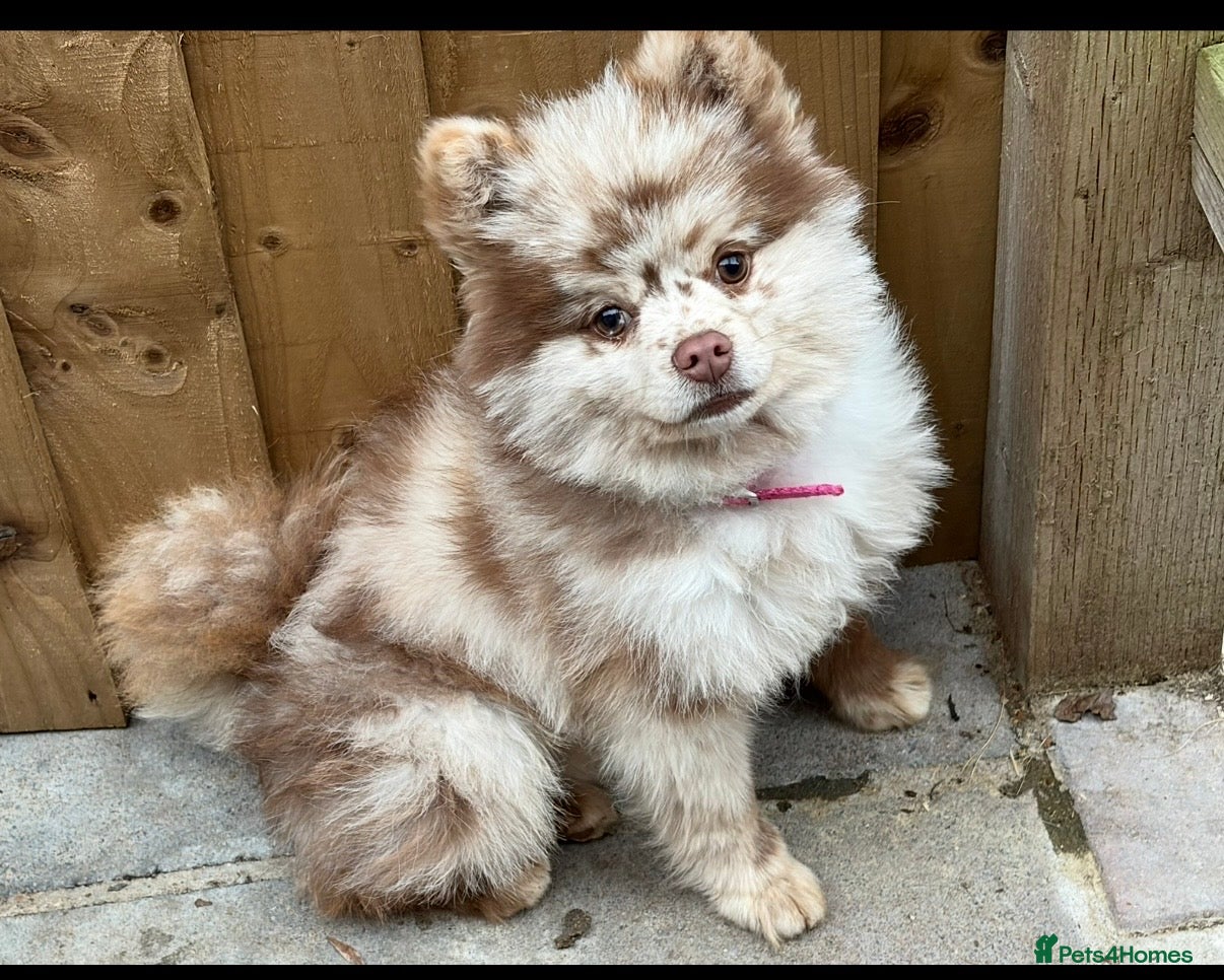 Pomeranian dogs Chocolate merle stud Pomeranian  - Advert 6