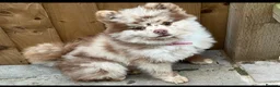Pomeranian dogs for stud: Chocolate merle stud Pomeranian  in Wisbech - Advert 1