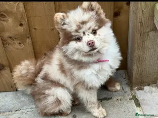 Pomeranian dogs Chocolate merle stud Pomeranian - Advert 6