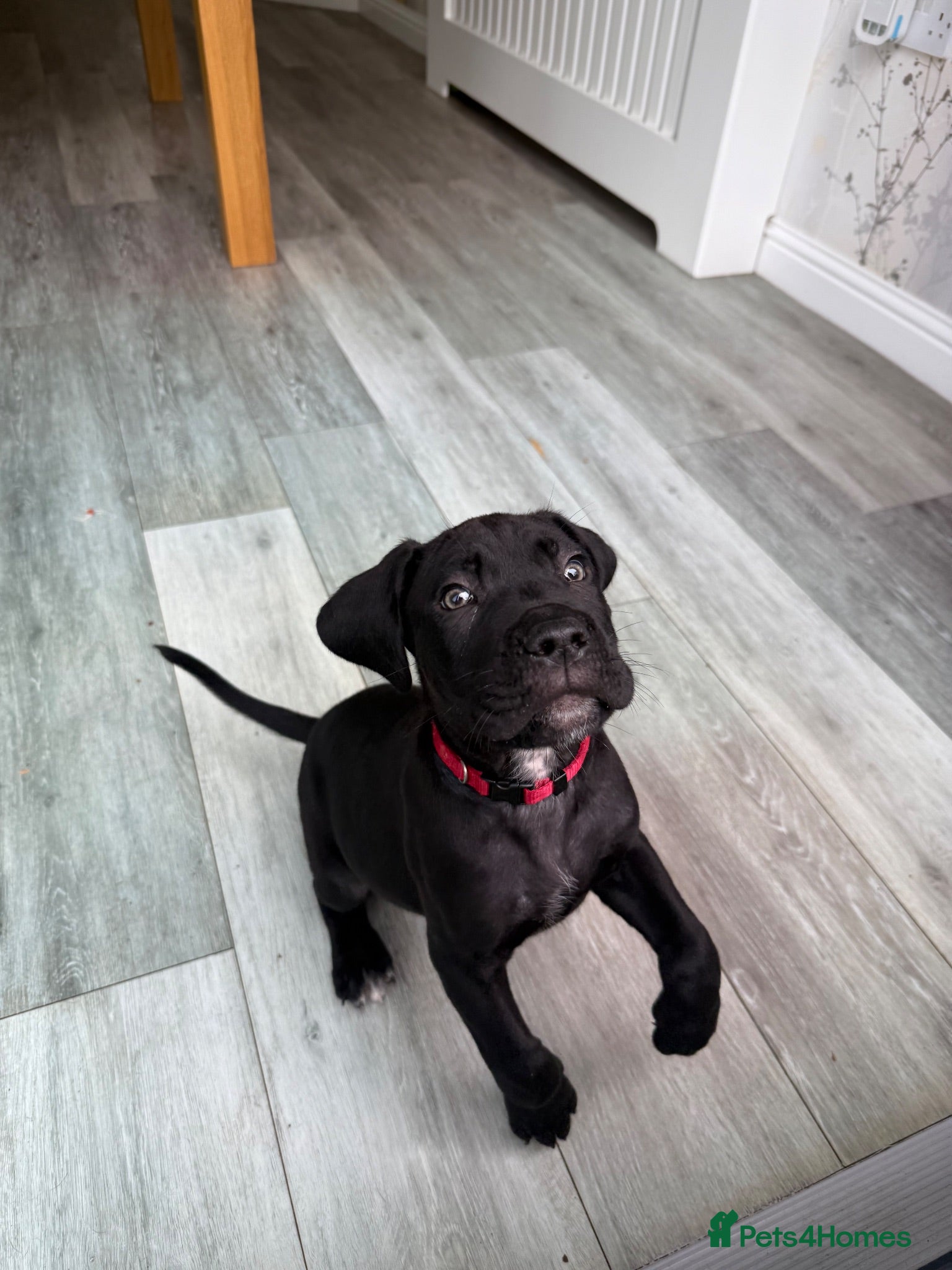 Cane Corso dogs Cane corso puppies - Advert 2