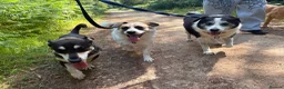 Mixed Breed dogs for adoption: Billy - Norwich Norfolk  in Norwich - Advert 10