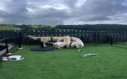 Golden Retriever dogs for sale: 🏆 Kc reg puppies health tested parents 🏆 - Image 4