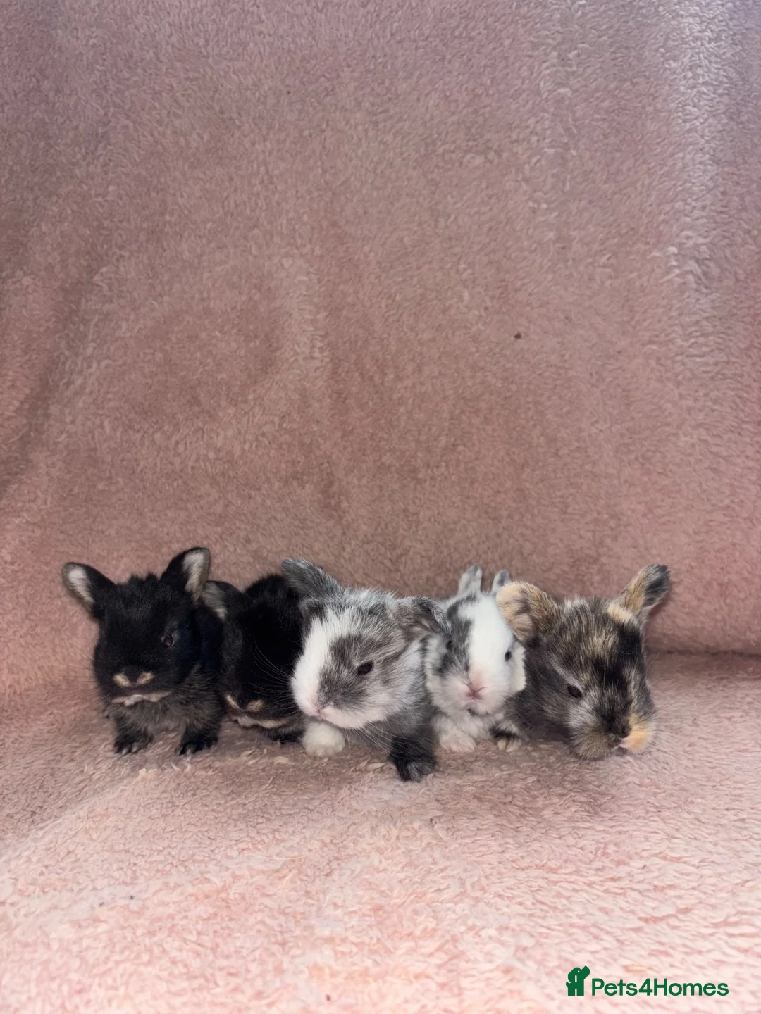 Lionhead rabbits for sale: 8 bunnies looking to be reserved - Advert 2