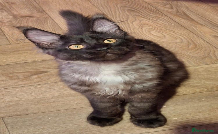 Maine Coon cats - Advert 3