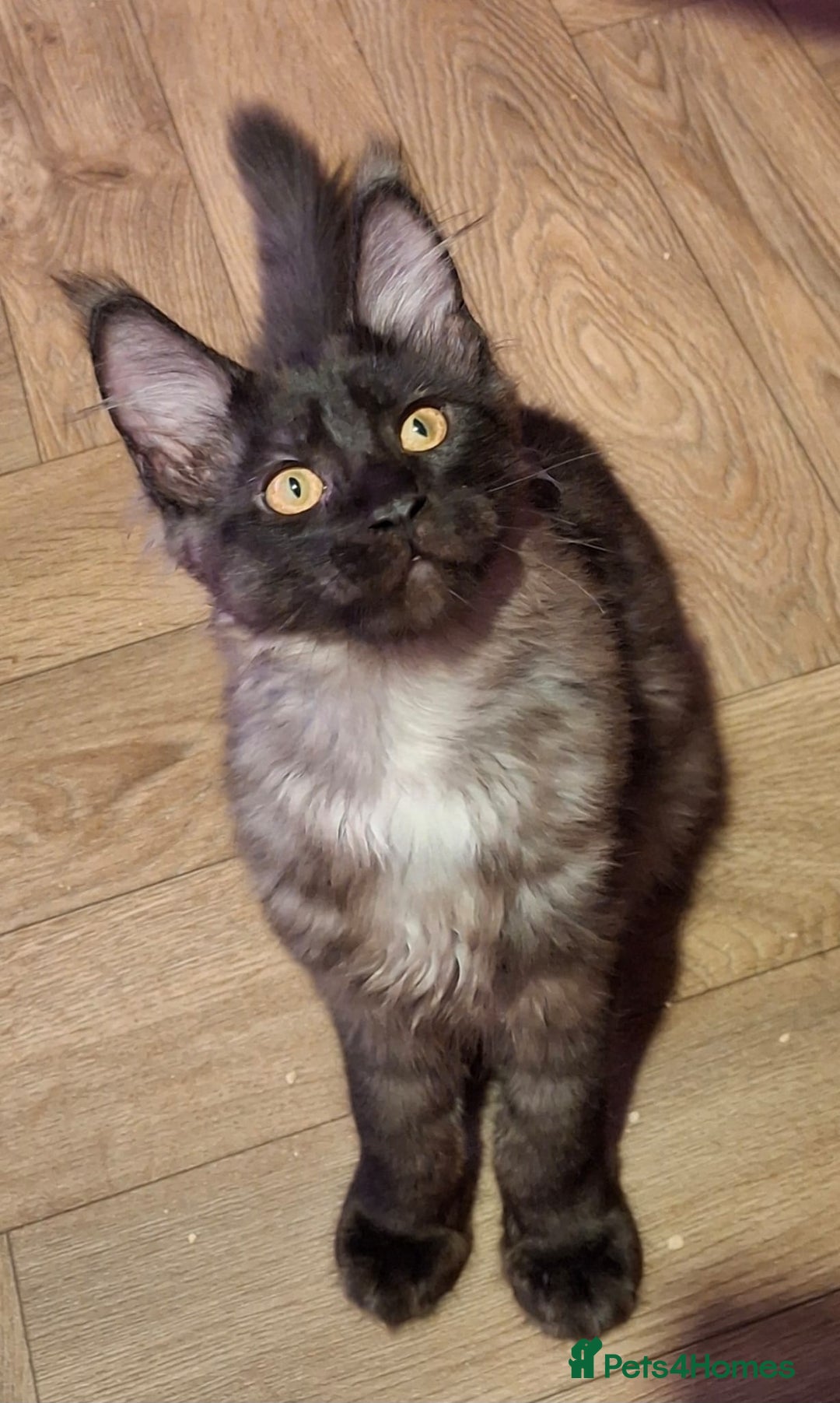 Maine Coon cats for sale: Stunning litter of Maine Coons - ready now! - Image 1
