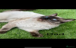 Ragdoll cats for sale: 5 Stunning Ragdoll Kittens  - Image 8