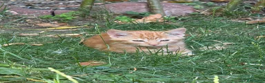 Ginger Tom 