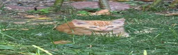 Mixed Breed cats for sale: Cute Kittens  in Doncaster - Advert 8